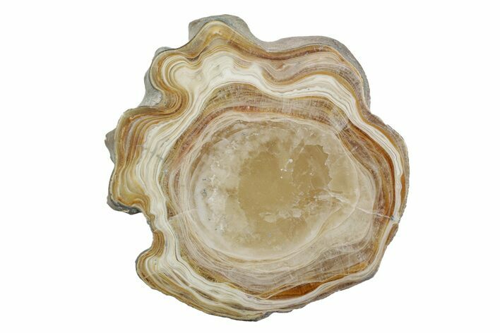 Polished Aragonite Stalactite Slice - Morocco #255309